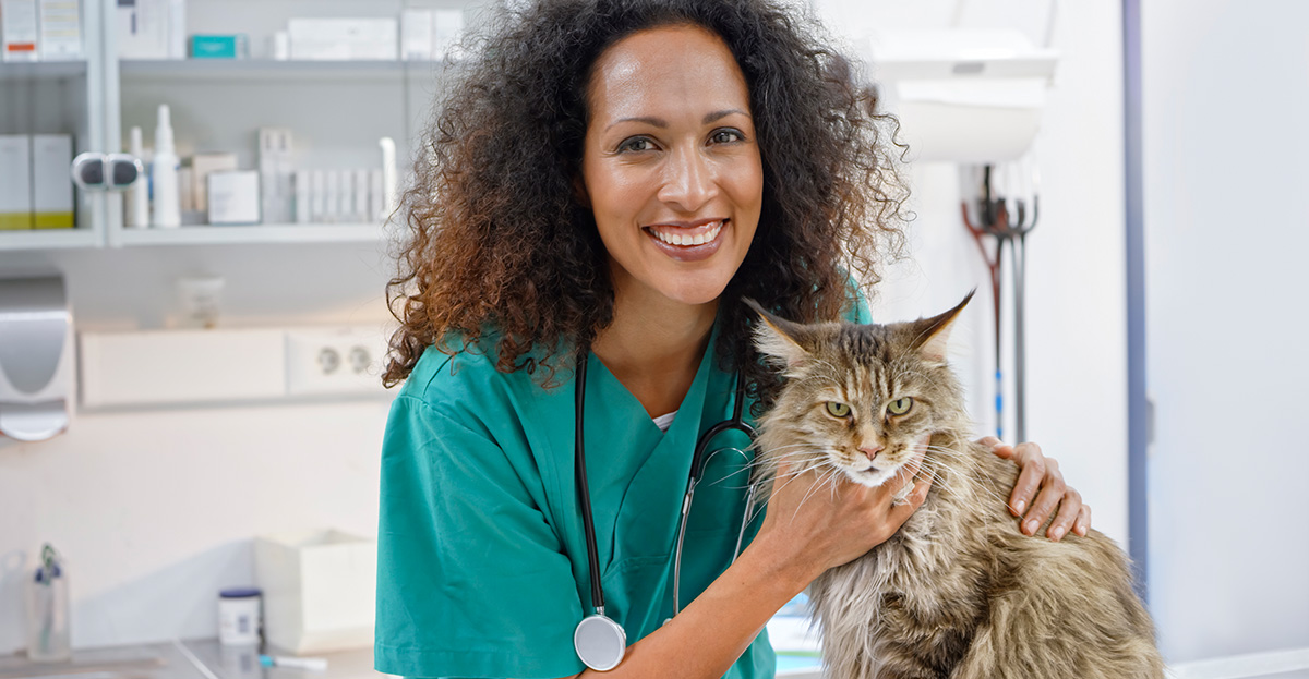 A veterinarian examining a cat 