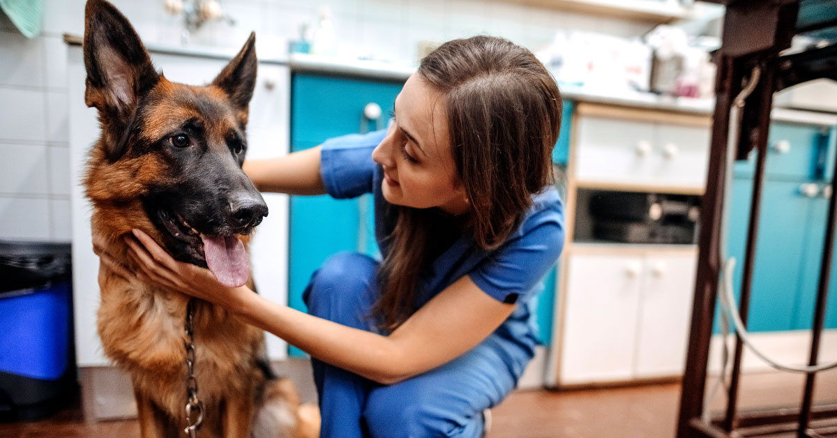 Veterinarian and small business owner