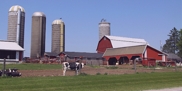 Dairy Farmers Reacting To Market Uncertainty