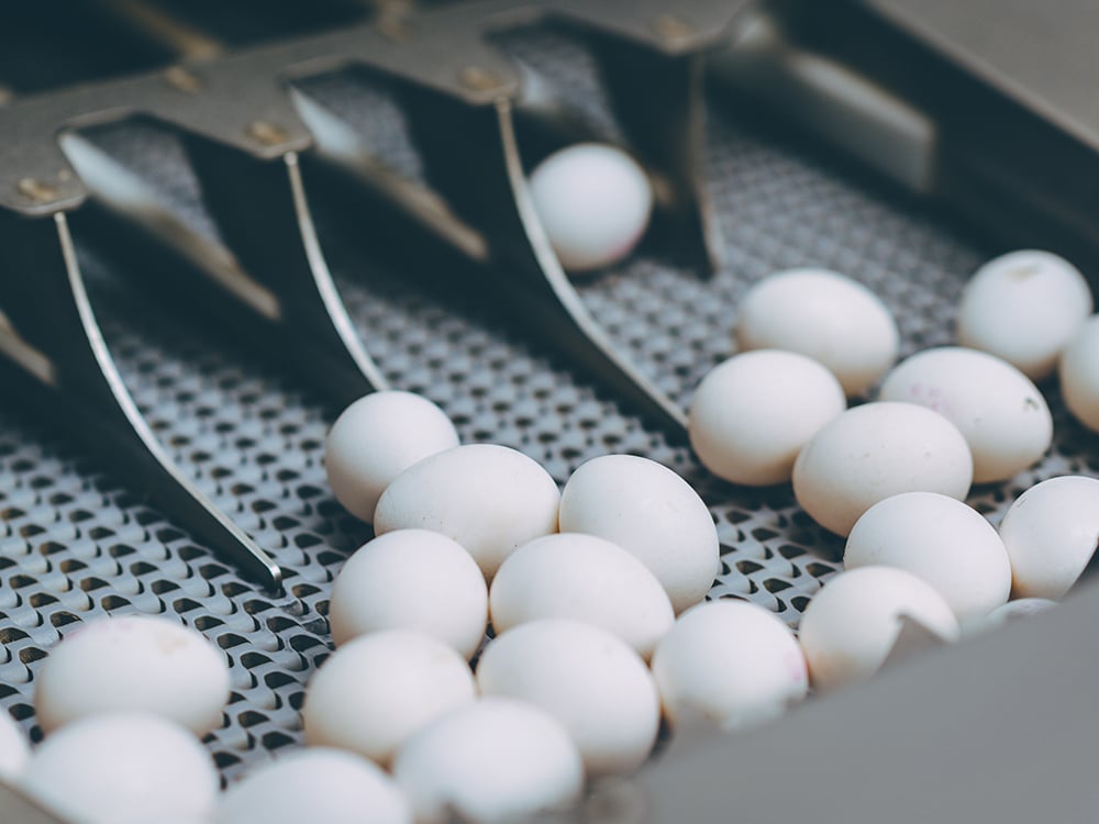 Eggs in sorter